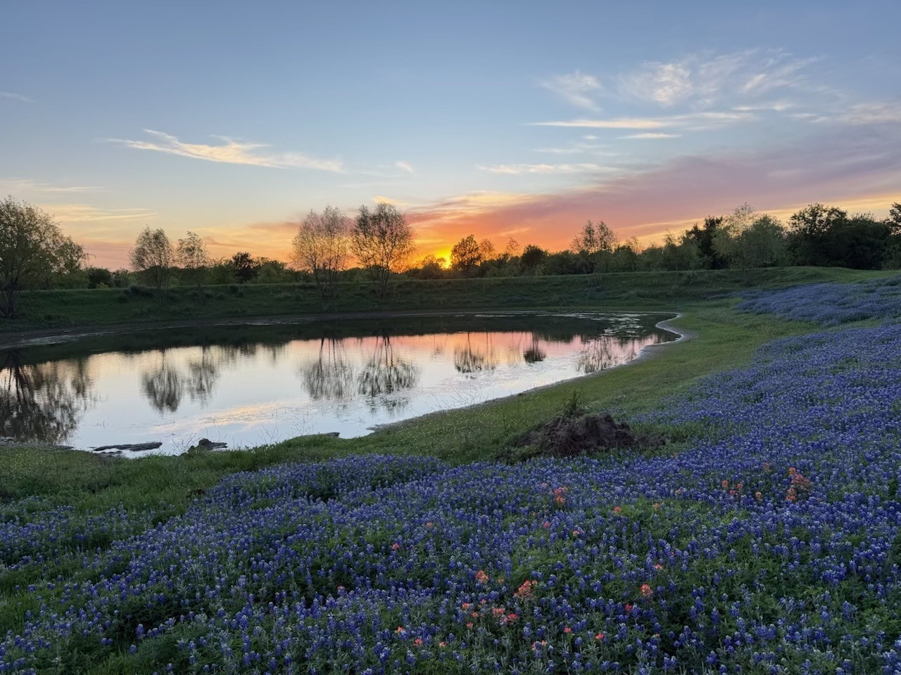 Beehives among North Texas wildflowers